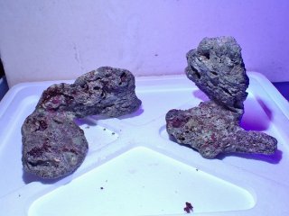 No.4 ライブロック 二個セット 海藻など付き 約2kg 【人気No.1】を