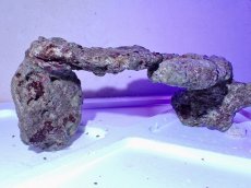 画像2: No.4 ライブロック　二個セット　海藻など付き　約2ｋｇ　　【人気No.1】 (2)