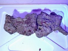 画像3: No.4 ライブロック　二個セット　海藻など付き　約2ｋｇ　　【人気No.1】 (3)