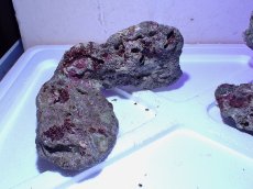 画像4: No.4 ライブロック　二個セット　海藻など付き　約2ｋｇ　　【人気No.1】 (4)