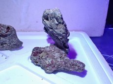 画像5: No.4 ライブロック　二個セット　海藻など付き　約2ｋｇ　　【人気No.1】 (5)