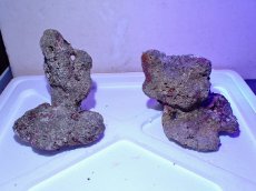 画像1: No.5 ライブロック　二個セット　海藻など付き　約2.5ｋｇ　　【人気No.1】 (1)