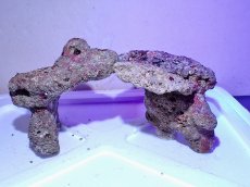 画像2: No.5 ライブロック　二個セット　海藻など付き　約2.5ｋｇ　　【人気No.1】 (2)