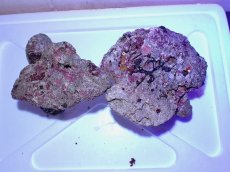 画像3: No.5 ライブロック　二個セット　海藻など付き　約2.5ｋｇ　　【人気No.1】 (3)