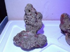 画像4: No.5 ライブロック　二個セット　海藻など付き　約2.5ｋｇ　　【人気No.1】 (4)