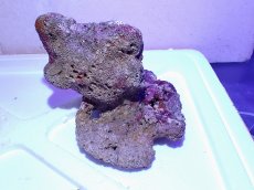 画像5: No.5 ライブロック　二個セット　海藻など付き　約2.5ｋｇ　　【人気No.1】 (5)