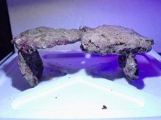 画像2: No.6 ライブロック　二個セット　海藻など付き　約2.4ｋｇ　　【人気No.1】 (2)