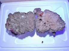 画像3: No.6 ライブロック　二個セット　海藻など付き　約2.4ｋｇ　　【人気No.1】 (3)