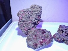 画像4: No.6 ライブロック　二個セット　海藻など付き　約2.4ｋｇ　　【人気No.1】 (4)