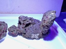 画像5: No.6 ライブロック　二個セット　海藻など付き　約2.4ｋｇ　　【人気No.1】 (5)