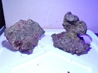 ライブロック ミックスザイズ を買うならアクアスタイルユー 海水魚