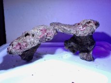 画像2: No.7 ライブロック　二個セット　海藻など付き　約2.2ｋｇ　　【人気No.1】 (2)