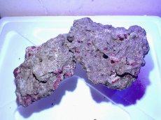 画像3: No.7 ライブロック　二個セット　海藻など付き　約2.2ｋｇ　　【人気No.1】 (3)