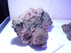 画像4: No.7 ライブロック　二個セット　海藻など付き　約2.2ｋｇ　　【人気No.1】 (4)