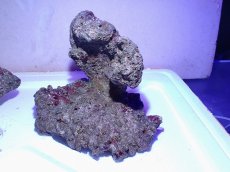 画像5: No.7 ライブロック　二個セット　海藻など付き　約2.2ｋｇ　　【人気No.1】 (5)