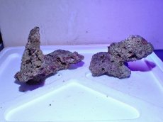 画像1: No.8 ライブロック　二個セット　海藻など付き　約1.8ｋｇ　　【人気No.1】 (1)