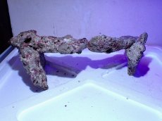 画像2: No.8 ライブロック　二個セット　海藻など付き　約1.8ｋｇ　　【人気No.1】 (2)