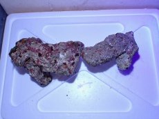 画像3: No.8 ライブロック　二個セット　海藻など付き　約1.8ｋｇ　　【人気No.1】 (3)