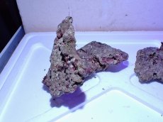 画像4: No.8 ライブロック　二個セット　海藻など付き　約1.8ｋｇ　　【人気No.1】 (4)