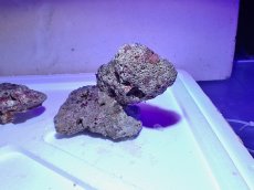 画像5: No.8 ライブロック　二個セット　海藻など付き　約1.8ｋｇ　　【人気No.1】 (5)