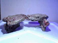 画像2: No.9 ライブロック　二個セット　海藻など付き　約1.8ｋｇ　　【人気No.1】 (2)