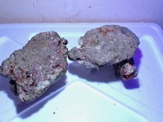 画像3: No.9 ライブロック　二個セット　海藻など付き　約1.8ｋｇ　　【人気No.1】 (3)