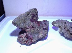 画像4: No.9 ライブロック　二個セット　海藻など付き　約1.8ｋｇ　　【人気No.1】 (4)