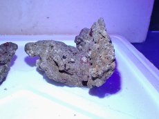 画像5: No.9 ライブロック　二個セット　海藻など付き　約1.8ｋｇ　　【人気No.1】 (5)