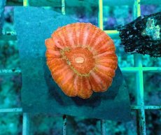 画像1: No.15 コハナガタサンゴ　マルチカラー (1)