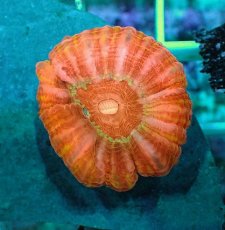 画像2: No.15 コハナガタサンゴ　マルチカラー (2)