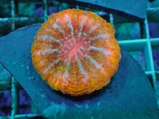 画像1: No.16 コハナガタサンゴ　マルチカラー (1)