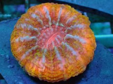 画像2: No.16 コハナガタサンゴ　マルチカラー (2)