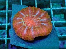 画像1: No.17 コハナガタサンゴ　マルチカラー (1)