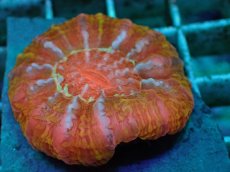 画像2: No.17 コハナガタサンゴ　マルチカラー (2)