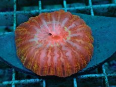 画像1: No.18 コハナガタサンゴ　マルチカラー (1)