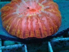 画像2: No.18 コハナガタサンゴ　マルチカラー (2)