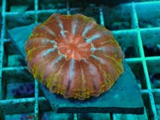 画像1: No.19 コハナガタサンゴ　マルチカラー (1)