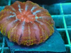 画像2: No.19 コハナガタサンゴ　マルチカラー (2)