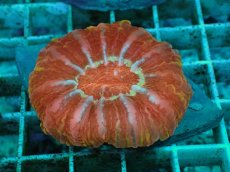 画像1: No.20 コハナガタサンゴ　マルチカラー (1)