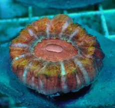 画像1: No.21 コハナガタサンゴ　マルチカラー (1)