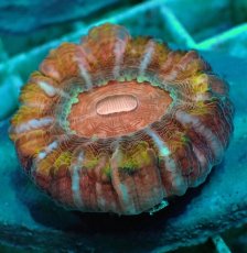 画像2: No.21 コハナガタサンゴ　マルチカラー (2)