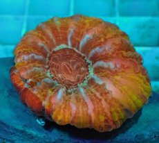 画像1: No.22 コハナガタサンゴ　マルチカラー (1)