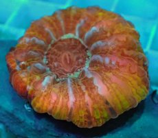 画像2: No.22 コハナガタサンゴ　マルチカラー (2)