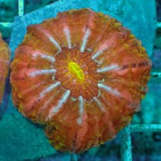 画像1: No.23 コハナガタサンゴ　マルチカラー (1)