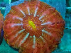 画像2: No.23 コハナガタサンゴ　マルチカラー (2)