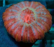 画像2: No.24 コハナガタサンゴ　マルチカラー (2)