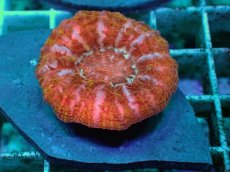 画像1: No.25 コハナガタサンゴ　マルチカラー (1)