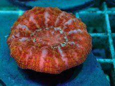 画像2: No.25 コハナガタサンゴ　マルチカラー (2)