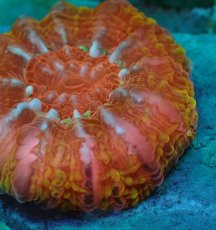 画像2: No.26 コハナガタサンゴ　マルチカラー (2)