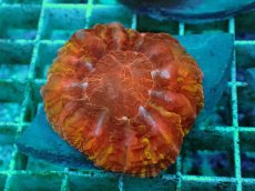 画像1: No.27 コハナガタサンゴ　マルチカラー (1)